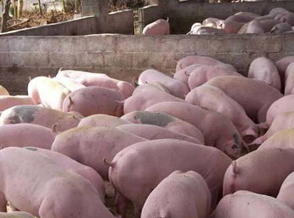 生猪的饲养采取实行科学的饲养措施有助于提高养殖户经济效益
