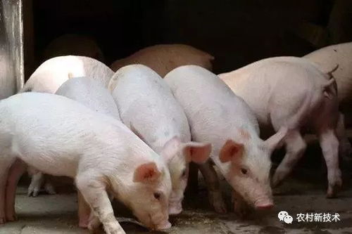 养殖丨养猪人必读 最新生猪养殖政策出炉,这35条需牢记